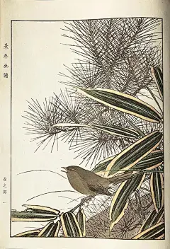 这些花鸟画，出自一位日本画家_尾景 : 春秋冬夏，花鸟写生 日本著名的四条派画家。 是在日本汉学家山本章夫先生的指导下开始创作的，天上有月的光晕，芦苇下月影隐约，水月之光映照在苇叶上 一年四季春秋冬夏的样子。 听到法隆寺的钟声…