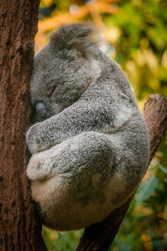 袋鼠目树袋熊科树袋熊