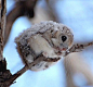 amoraliste:

A Japanese dwarf flying squirrel 