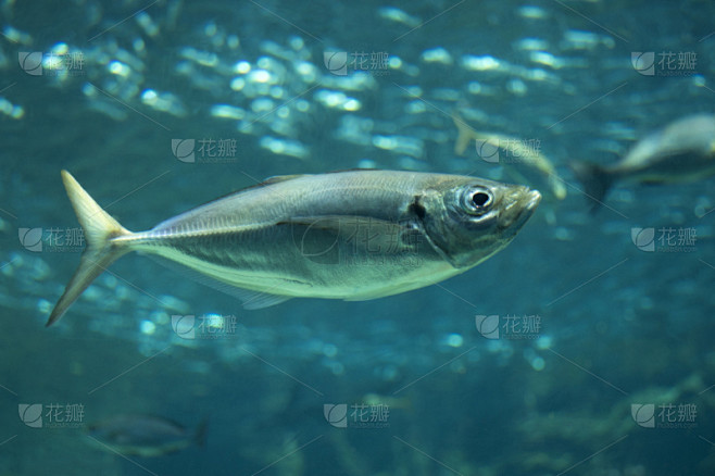 水族馆,海鲷,马鲛鱼,平衡折角灯,自然,海产,野生动物,热带气候,图像,荷兰