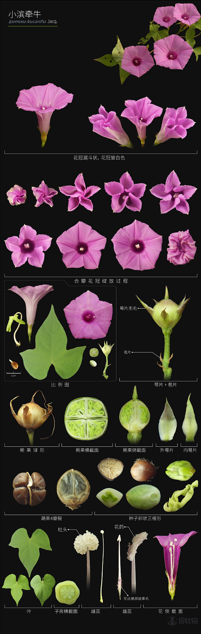 @金钛锆---d69b。2021年终总结...