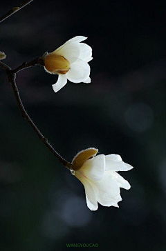 三千♥采集到花卉画法