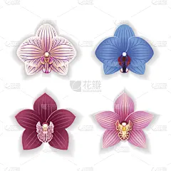 兰花,折纸工艺,热带鱼,香水,贺卡,绘画插图,spa美容,夏天,粉色背景,花束