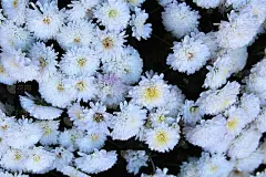 白落花朵