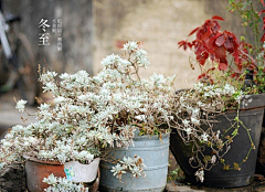 ZhongyiDesign采集到photo/season