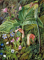 Kew: Marianne North Gallery: Painting 274: Himalayan Flowers embedded in Maidenhair Fern