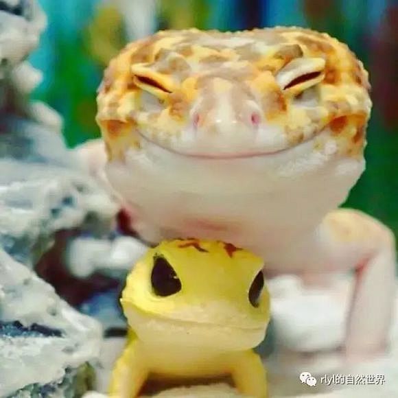 求一下那个什么就是日本的那个豹纹守宫微笑的图片谁有发下谢谢豹纹