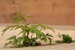 【故宫物候】立春，拜年！_官方
