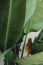 tropical leaves: 
