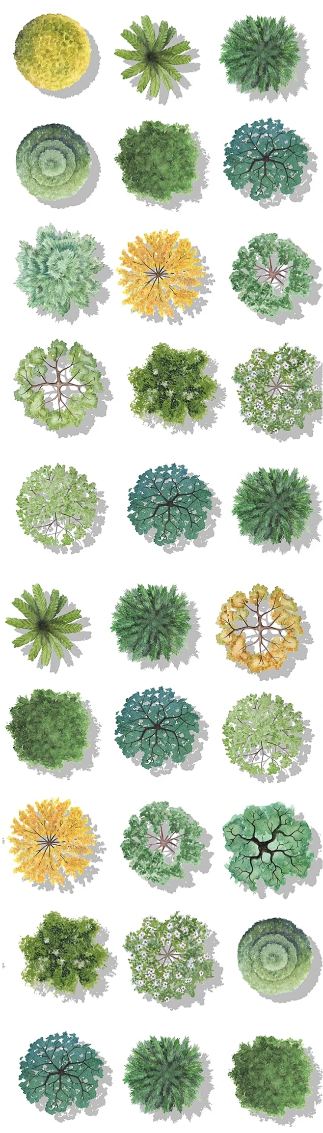 2024小清新平面植物PS素材建筑景观彩平图平面植物PSD免扣素材-花瓣网