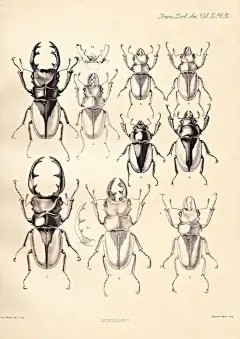 Coleoptera Print, Beetle, Entomology  Odontolabis 1885 Scarab: 