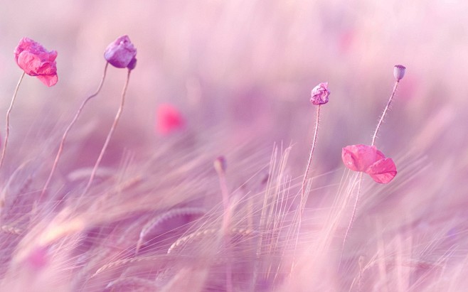Pink-Wallpaper-43957...