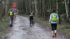 狗,自然,慢跑,女人,动物群,森林,风,水平画幅,健康,夏天