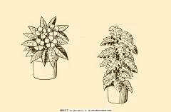 植物装饰画 图案 插画 插图 版画 简笔画 风光 黑板报 钢笔画