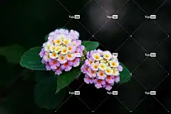 花 花壁纸 马缨丹 马鞭草 露 涓流 自然 早晨 花卉背景