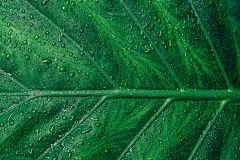 高清晰戴水珠的芭蕉叶壁纸封面大图