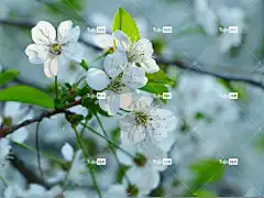 樱桃 绽放 美丽的花朵 花卉背景 春天 花壁纸 盛开 树 花朵