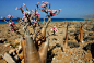 【图片】【植物地理频道】第二集 索科特拉岛_植物吧_百度贴吧