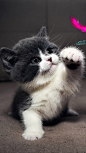 猫 狗 兔子 萌宠 宠物 摄影 写真