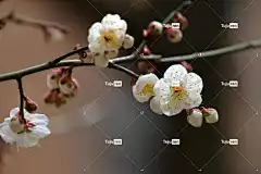 梅花 白色的花 春天的花朵 春天 花壁纸 花卉背景 李子树 花朵