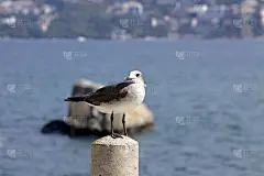 海鸥站在一根杆子上