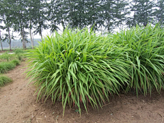 ZOE-zhong采集到观赏草