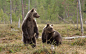 Animal, Bear, Bears, Landscape, Wildlife wallpaper preview