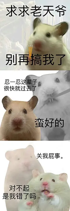 鼠鼠表情包