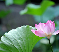 黄发小魔女采集到花花草草