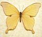 Papilio Nobilis Real Rare Swallowtail Butterfly 8029
Species: Papilio Nobilis Crippsiannus
Origin: Uganda
Frame size 6 1/2” x 6 1/2” 
Rare and beautiful this light yellow swallowtail is very unusual.
Price $69.99

