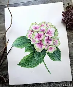 水彩--绣球花 - 高清图片，堆糖，美图壁纸兴趣社区