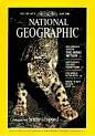 1986年6月，一头雌性雪豹无意触发了隐藏的摄像机，为自己拍了一张肖像照——羞涩，独来独往，捉摸不定。近20年来，雪豹难逃濒危命运，目前世界各地野生雪豹仅存6000只。