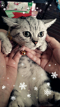小奶猫MiuMiu