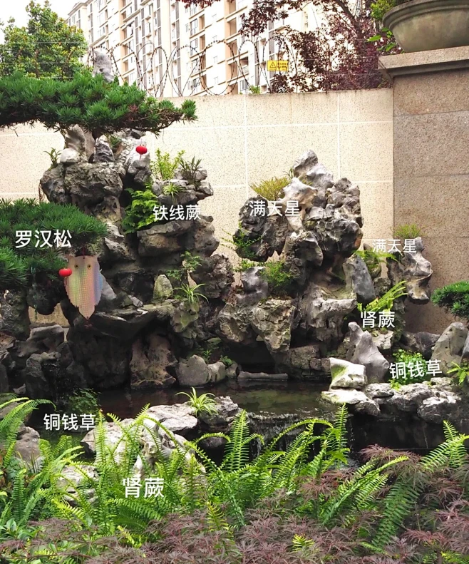 植物配置实景 (162)-花瓣网