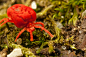 Red Velvet Mite by Alliec