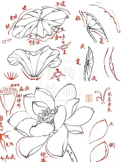 国画入门｜白描荷花荷叶画法简单好学 - 小红书