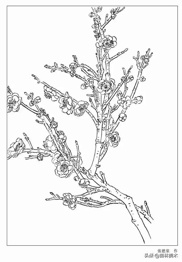分享 | 9种花卉的各形态白描图 值得收...