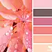 Design Seeds : Your daily dose of inspiration ... for all who love color.