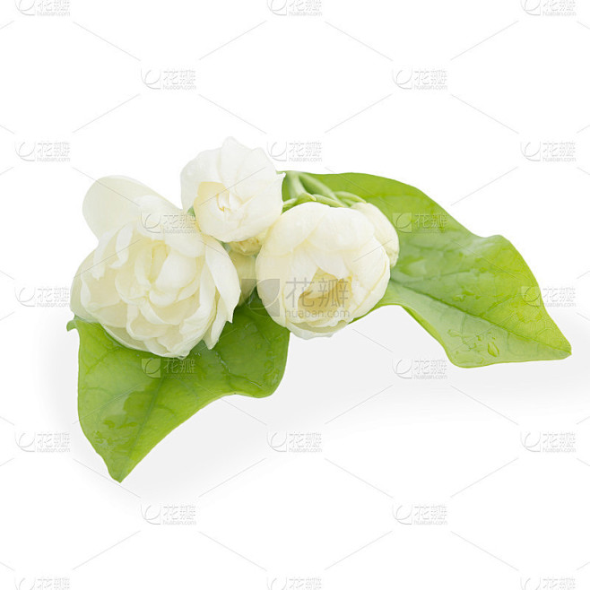 茉莉花白的花
