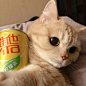 萌宠情头

