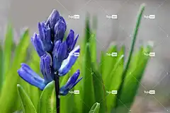 风信子 真正的风信子 美丽的花朵 自然 花壁纸 花园风信子 蓝色的花