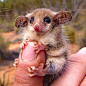 15+ Awesome Possums And Opossums