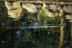 Saltwater crocodile