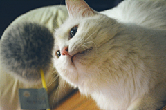 一只摄影狮和她的猫采集到心有猛虎,细嗅蔷薇