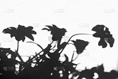 阴影从花与软焦点在白色背景上。
