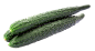 黄瓜