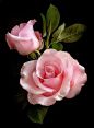 Beautiful Pink Rose