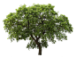 树免费下载PNG