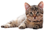 猫PNG_@宇飞视觉