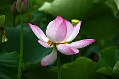 夏天夏季夏日荷花盛开荷叶莲蓬花卉壁纸美景图片下载